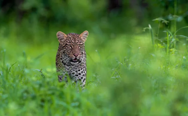 Léopard Scène Animalière Dans Habitat Naturel — Photo