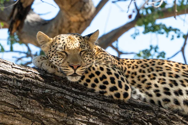 Leopardo Cena Vida Selvagem Habitat Natureza — Fotografia de Stock