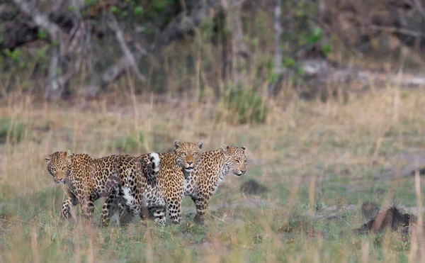 Leopardo Cena Vida Selvagem Habitat Natureza — Fotografia de Stock