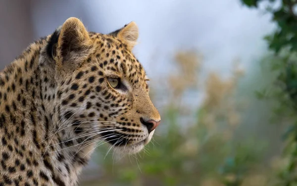 ヒョウ 自然生息地の野生動物のシーン — ストック写真