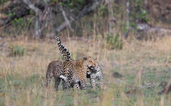 Leopardo Cena Vida Selvagem Habitat Natureza — Fotografia de Stock