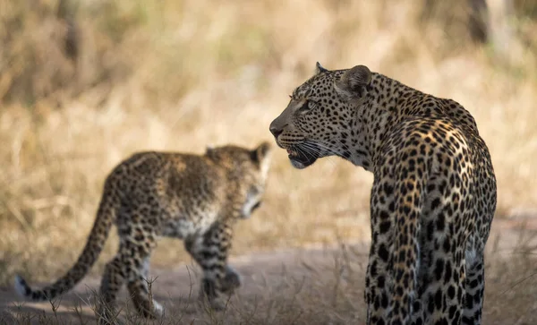Leopard Wildlife Σκηνή Στο Φυσικό Περιβάλλον — Φωτογραφία Αρχείου