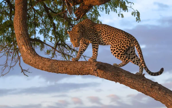 Leopard Luontokohtaus Luontotyypissä — kuvapankkivalokuva