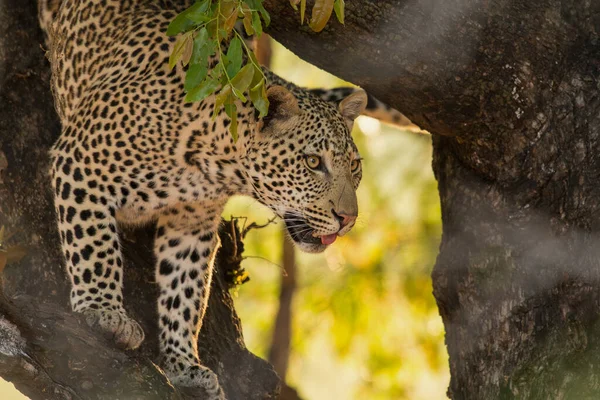 Leopardo Cena Vida Selvagem Habitat Natureza — Fotografia de Stock