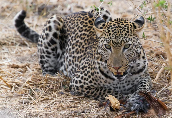 Leopard Djurliv Naturen — Stockfoto