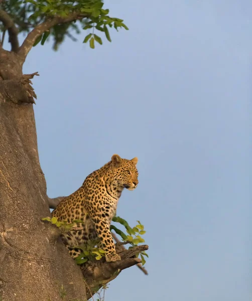 Leopar Doğal Yaşam Ortamında Vahşi Yaşam Sahnesi — Stok fotoğraf