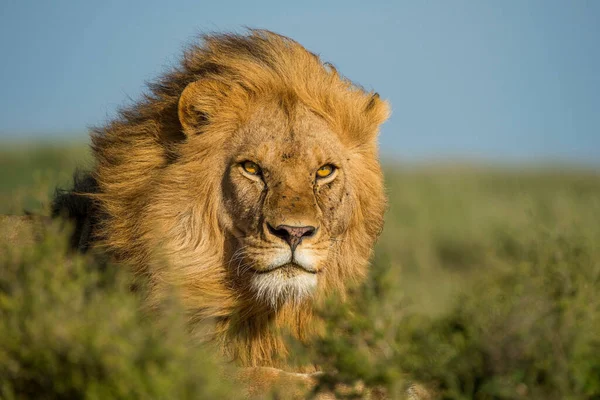 Wilde Löwen Afrika — Stockfoto