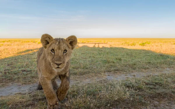 アフリカの野生のライオンは — ストック写真