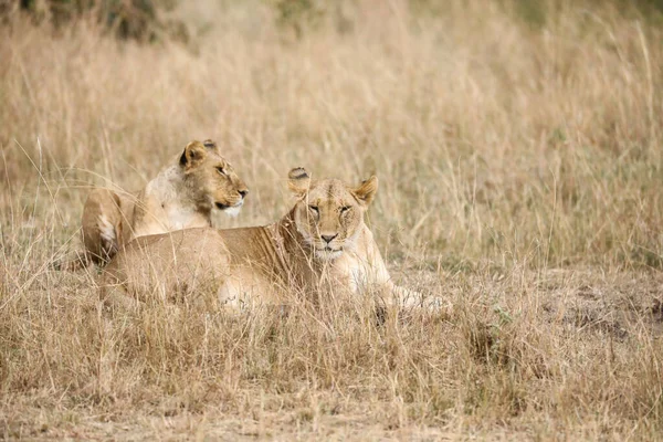 Leões Selvagens África — Fotografia de Stock