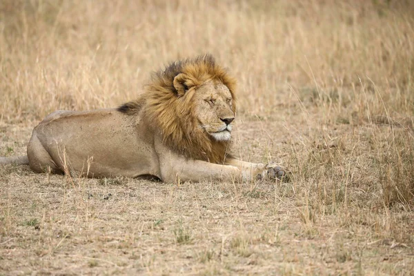 Wild Lions Africa — Stock Photo, Image