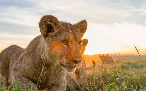 Wilde Leeuwen Afrika — Stockfoto