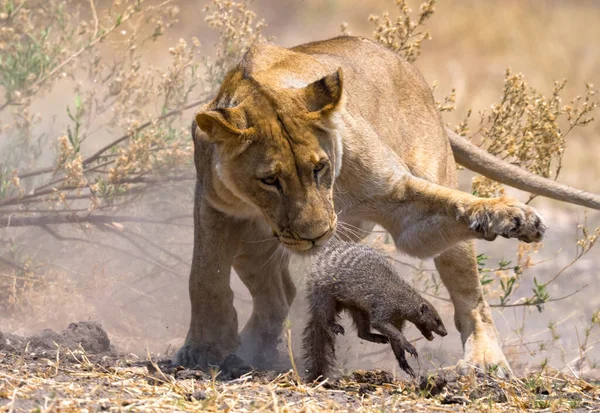 Wilde Leeuwen Afrika — Stockfoto