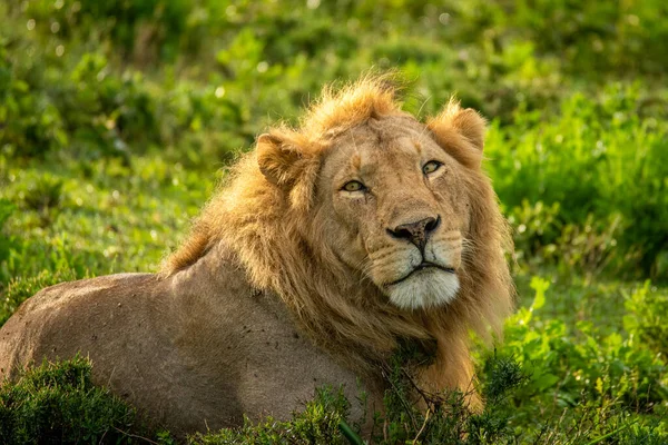 Afrika Daki Vahşi Aslanlar — Stok fotoğraf