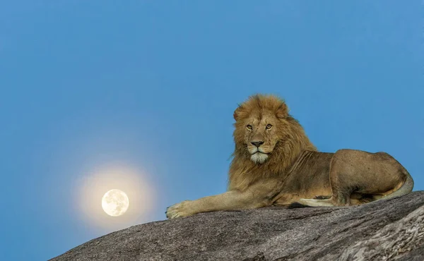 Dzikie Lwy Afryce — Zdjęcie stockowe