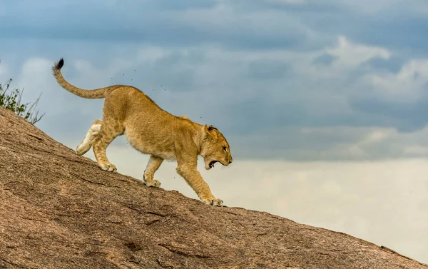 Wild Lions Africa — Stock Photo, Image
