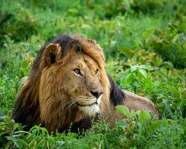 Wilde Leeuwen Afrika — Stockfoto