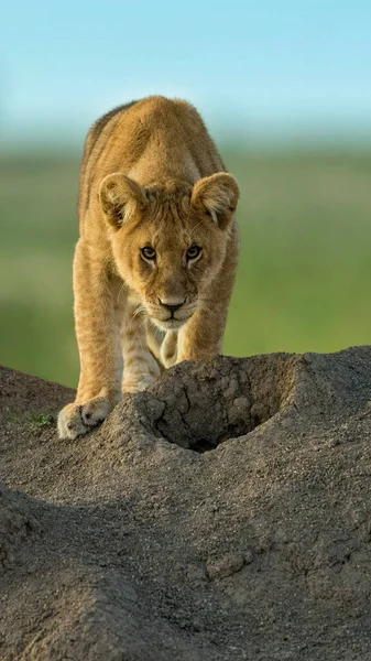 Wilde Löwen Afrika — Stockfoto
