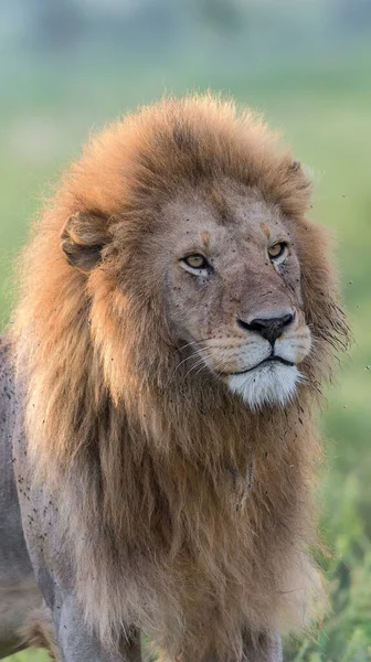 Vilda Lejon Afrika — Stockfoto