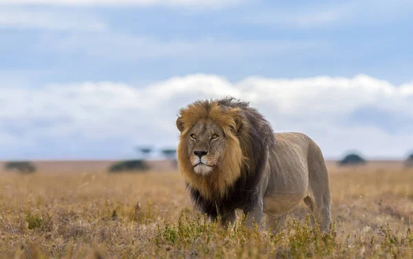 Vilda Lejon Afrika — Stockfoto