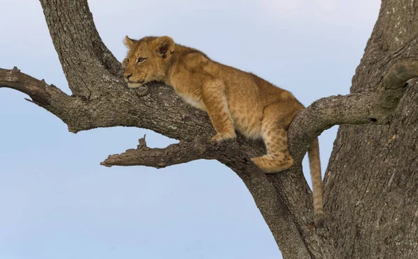 Leones Salvajes África — Foto de Stock