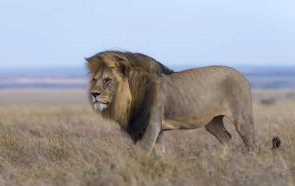 Άγρια Λιοντάρια Στην Αφρική — Φωτογραφία Αρχείου