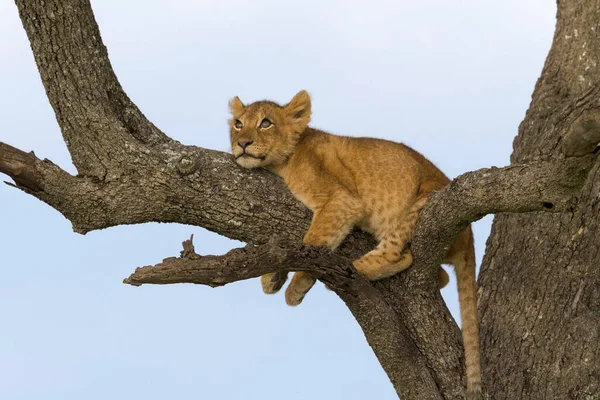 Leones Salvajes África — Foto de Stock