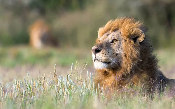 非洲的野生狮子 — 图库照片