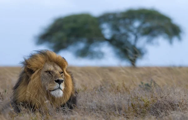 Vilda Lejon Afrika — Stockfoto