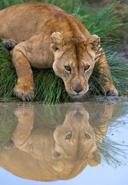 Leones Salvajes África —  Fotos de Stock