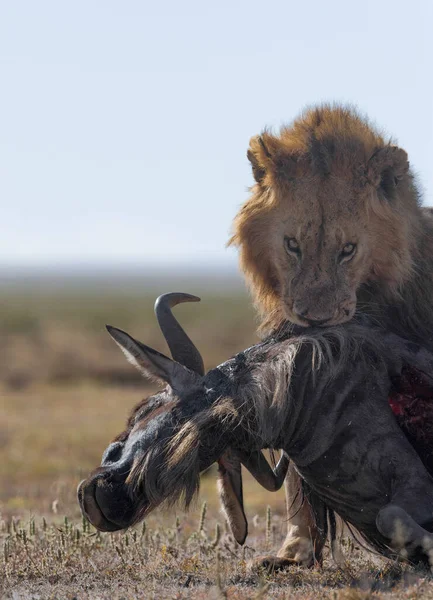 非洲的野生狮子 — 图库照片