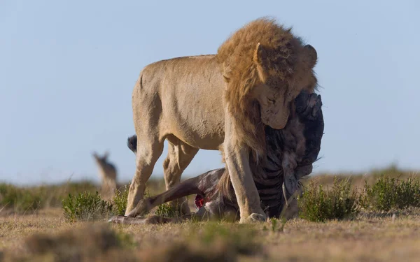 Vilda Lejon Afrika — Stockfoto