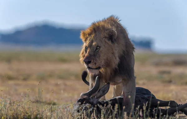 Vilde Løver Afrika - Stock-foto