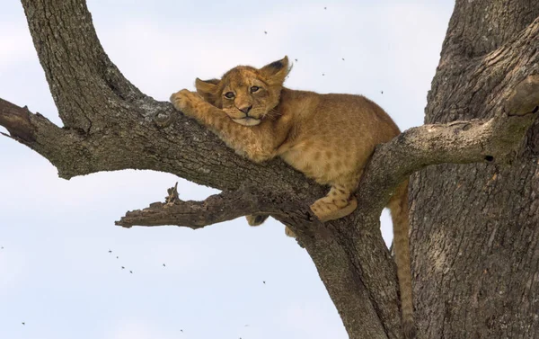 Wilde Löwen Afrika — Stockfoto