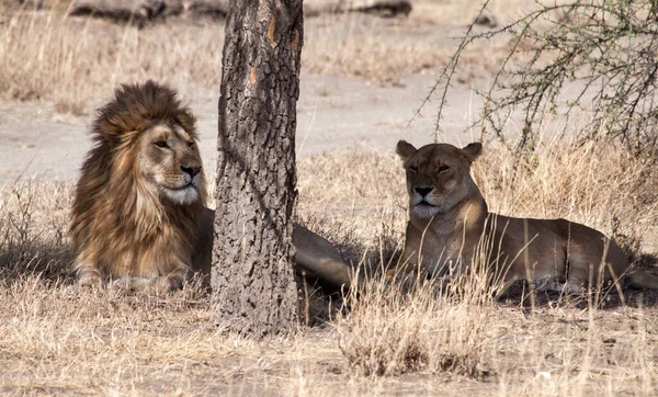 Leoni Selvatici Africa — Foto Stock