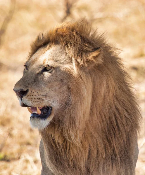 Vilda Lejon Afrika — Stockfoto