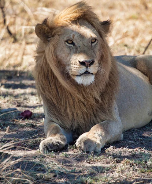 Afrika Daki Vahşi Aslanlar — Stok fotoğraf