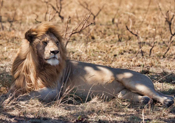 Wild Lions Africa — Stock Photo, Image