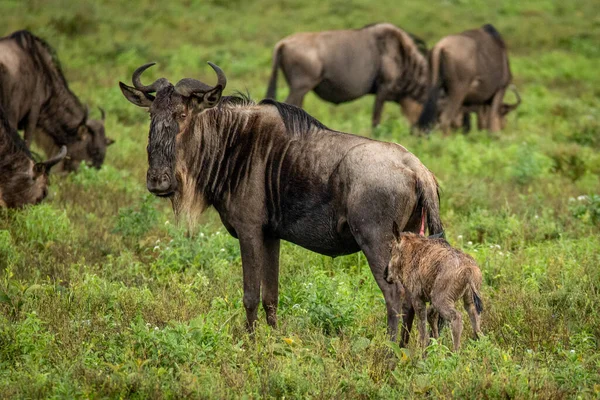 Antiloplar Tanzanya Kenya Arasında Yıllık Göç Ederler — Stok fotoğraf