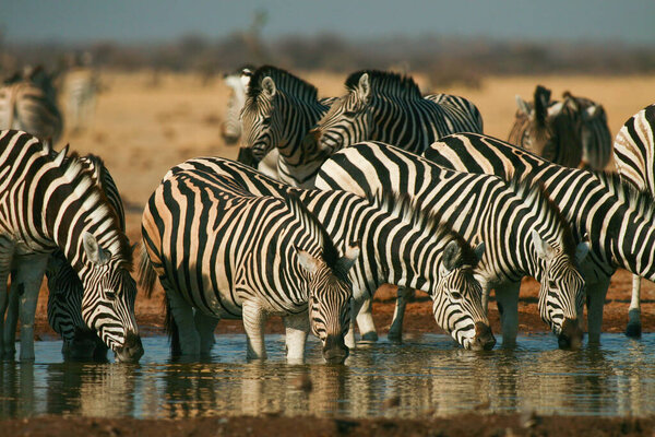 Zebra in the african national park