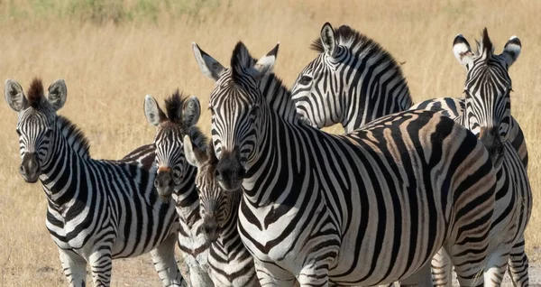 Cebra Parque Nacional Africano — Foto de Stock