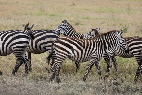 Zebra Nel Parco Nazionale Africano — Foto Stock