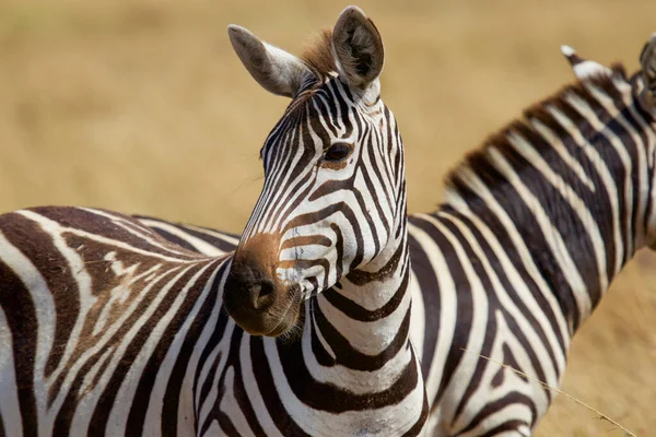 Zebra Afrikanischen Nationalpark — Stockfoto