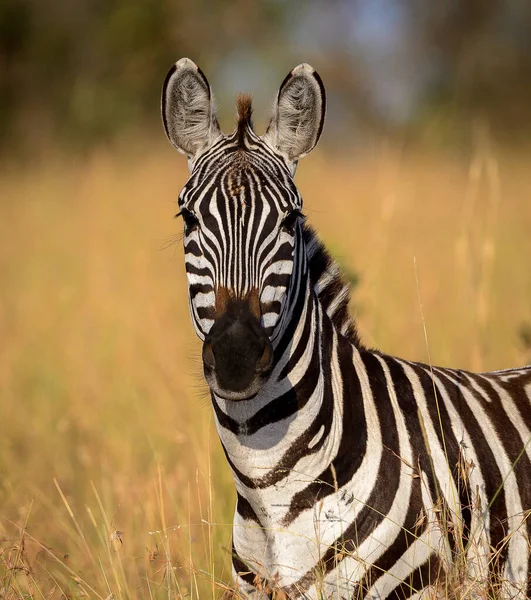 Afrika Ulusal Parkı Nda Zebra — Stok fotoğraf