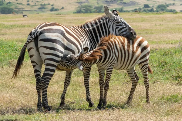 Cebra Parque Nacional Africano — Foto de Stock