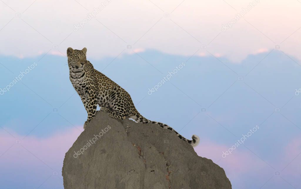 Leopard, Wildlife scene in nature habitat