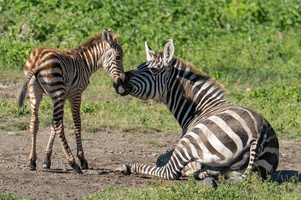 Cebra Parque Nacional Africano — Foto de Stock