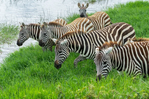 Cebra Parque Nacional Africano —  Fotos de Stock