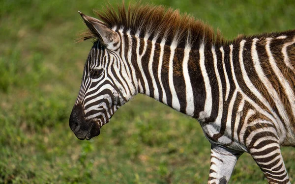 Zebra Parque Nacional Africano — Fotografia de Stock