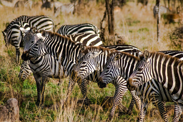 Zebra in the african national park