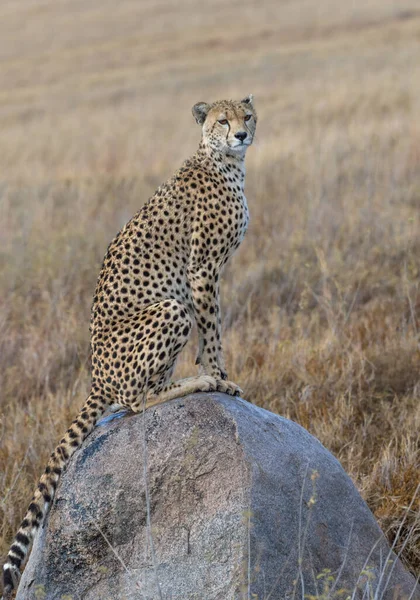 Cheetah Uros Kävelee Etsii Saalista — kuvapankkivalokuva